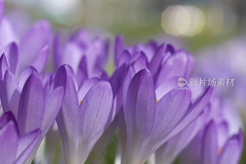 紫色春番红花(C. vernus)在特写